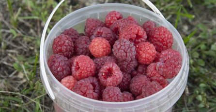 Malinari u Srbiji odustali od protesta, zadovoljni pregovorima