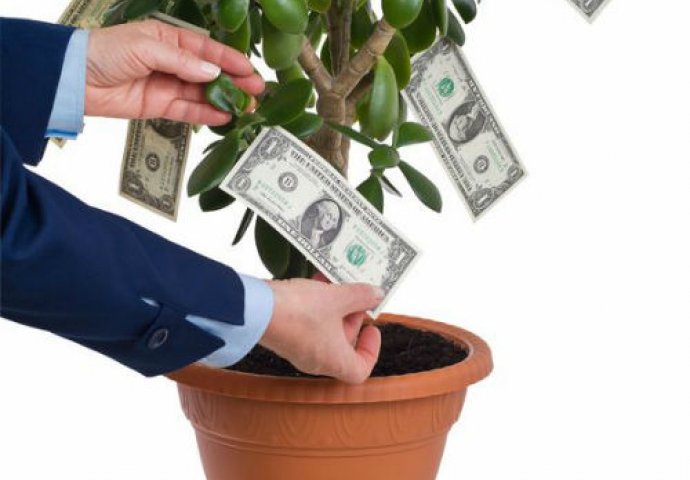 VRIJEDI JE NABAVITI: Za ovu biljku kažu da  donosi novac u vaš dom, NEMATE ŠTA IZGUBITI!