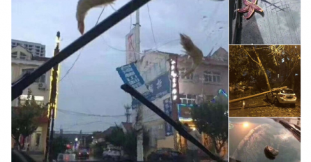 NAKON VELIKE OLUJE U KINI: Grad su preplavila morska stvorenja koja su padala sa neba