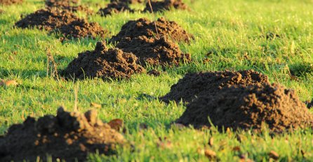 OVO JE NAJGORI NAPASNIK KOJI VAM UNIŠTAVA VRT I PLODOVE: Zauvijek se riješite krtice pomoću ovog jednostavnog trika!