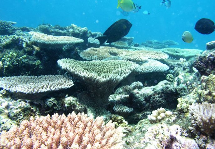 Naučnici potvrdili: Veliki koraljni greben umire