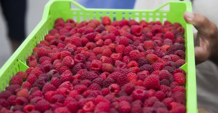 CRNE PROGNOZE ZA SVE PROIZVOĐAČE MALINA: Evo šta ih čeka u narednim danima!