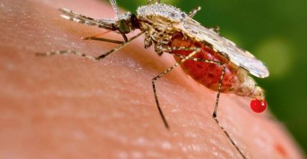 EVO ZBOG ČEGA BAŠ VAS KOMARCI NAJVIŠE GRIZU: Saznajte i kako ublažiti svrab!