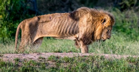 NAJTUŽNIJA SLIKA KOJA JE OBIŠLA SVIJET: Nakon posljednje fotografije niko ne može zadržati suze 