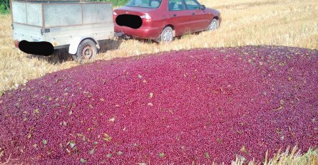 NIJE PROBLEM U NISKOJ OTKUPNOJ CIJENI, NEGO JE NEMA UOPŠTE: Fotografija krije tužnu priču proizvođača iz Hrvatske