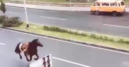 NESVAKIDAŠNJA SCENA NA GLAVNOJ MAGISTRALI: Konj pobjegao konjanicima koji su krenuli na Ajvatovicu