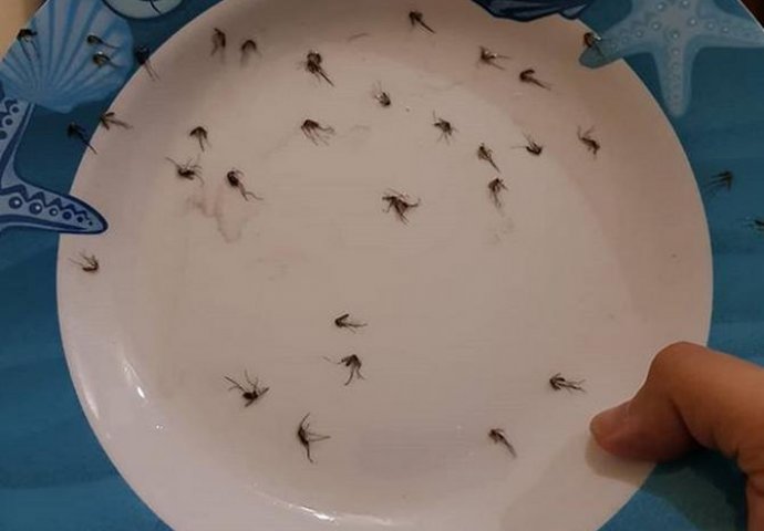 POPRSKAJTE OVU PRIRODNU MJEŠAVINU PO KUĆI: Za 2 sata će nestati svi komarci, muhe i bubašvabe