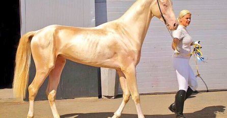 ZOVU IH RAJSKIM KONJIMA, NA SVIJETU IH IMA OKO 6.000: Jedan od njih pripada čuvenom diktatoru, nećete vjerovati kada vidite o kome je riječ 