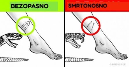 MOŽE VAM SPASITI ŽIVOT: Iskusni zmijolovac otkrio kako da prepoznate zmiju otrovnicu, JEDNA STVAR IZ RAZLIKUJE!