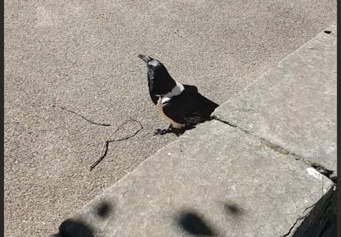 TURISTI U NEVJERICI GLEDALI KAD IM SE OBRATILA VRANA: Nije laž! Evo šta im je ova ptica rekla!