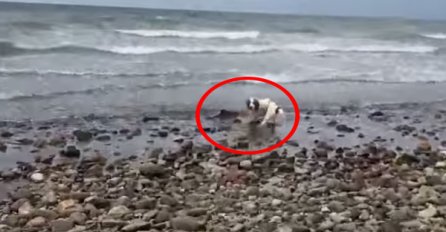Primijetili su da se njihov pas ponaša čudno: Kada su prišli, imali su šta vidjeti! (VIDEO)