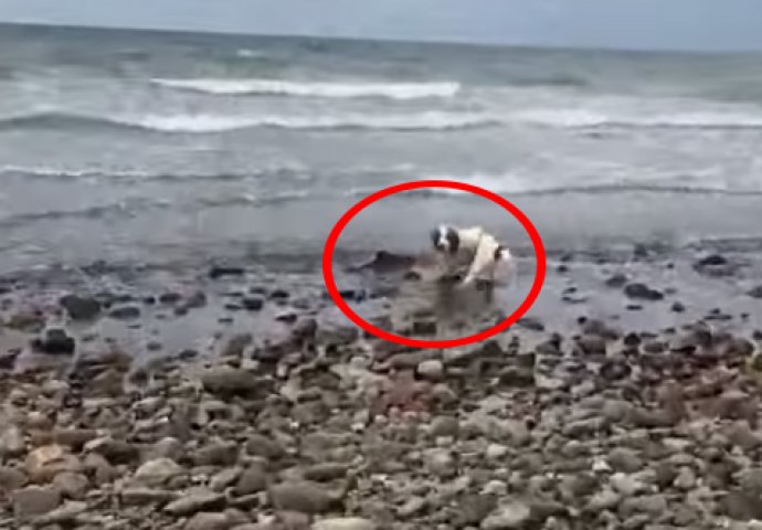 Primijetili su da se njihov pas ponaša čudno: Kada su prišli, imali su šta vidjeti! (VIDEO)