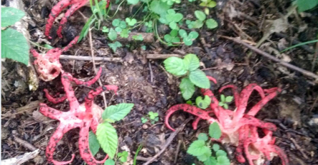 NEOBIČNE GLJIVE POJAVILE SE U BOSNI I HERCEGOVINI: “Kao da su iz horor filmova”