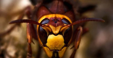 Muškarca usmrtili stršljeni dok je pripremao drva za ogrjev