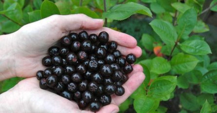 REGULIŠE HORMONE ŠTITNE ŽLIJEZDE, SNIŽAVA PRITISAK I POPRAVLJA IMUNITET: Čudesan domaći lijek, samo 1 kašičica je dovoljna!