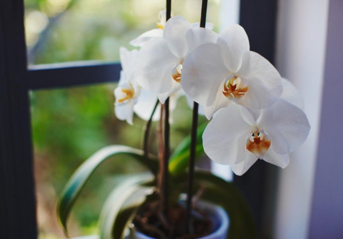 ZA KRATKO VRIJEME ĆETE BITI ODUŠEVLJENI: Trik da vam orhideje NON - STOP CVJETAJU