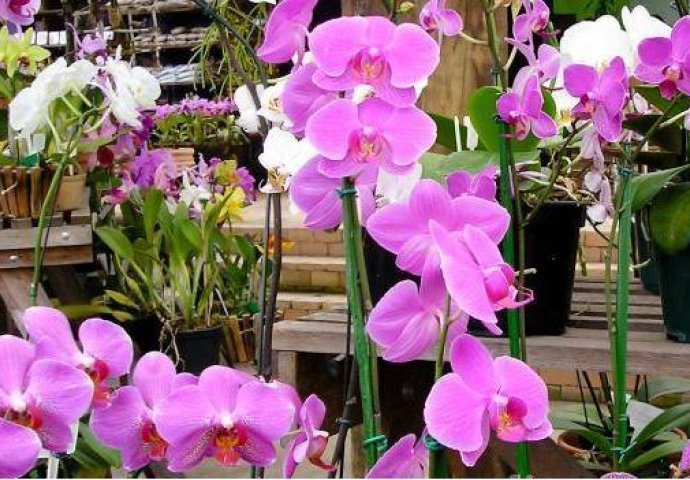 Kako natjerati orhideju da ponovo procvjeta: Tajna je u ovom super rastvoru