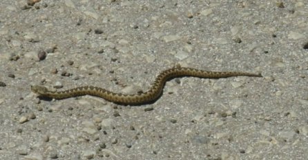 OVO NIKAKO NE SMIJETE RADITI KOD UGRIZA ZMIJE: Ovo je neophodno svima da ZNAJU, budite na OPREZU!