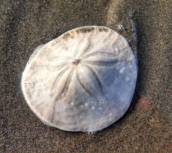 sand-dollar-in-beach