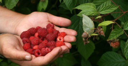 TUŽNA STVARNOST: Otišao da preda maline, kada je čuo cijenu, vratio se i odlučio na OČAJNIČKI POTEZ!