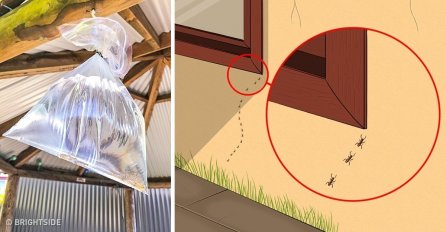 NEMA VIŠE MRAVA I KOMARACA: Prirodne metode tjeranja svih vrsta insekata iz vašeg doma