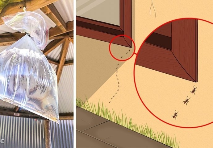 NEMA VIŠE MRAVA I KOMARACA: Prirodne metode tjeranja svih vrsta insekata iz vašeg doma