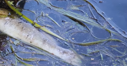 NJEMAČKA: Zbog ekstremnih vrućina u jezerima i rijekama tone uginule ribe! (VIDEO)