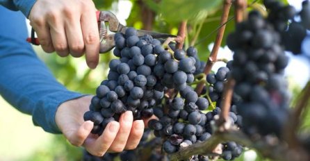OVO SE JOŠ NIJE DESILO: Zbog visokih temperatura iznenada počela berba grožđa, A CIJENA...