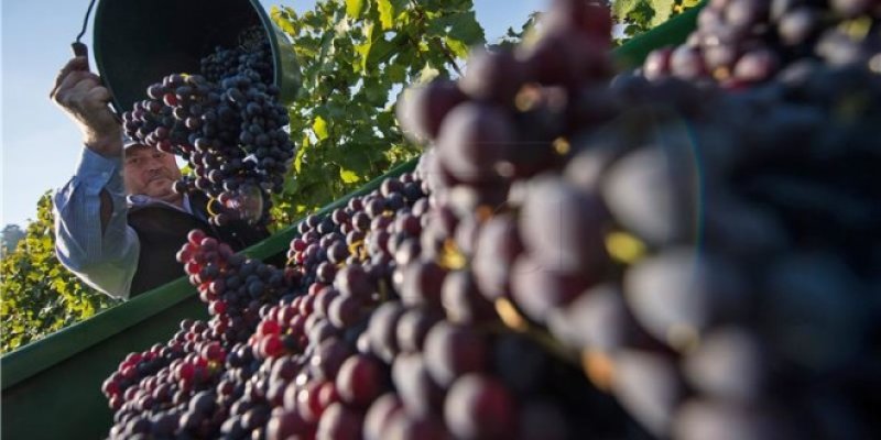 berba-grozda-u-njemackoj-660x330