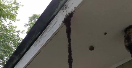 BIZARNO: Ako primijetite OVO u svom dvorištu ni slučajno ne dirajte, EVO O ČEMU SE RADI!