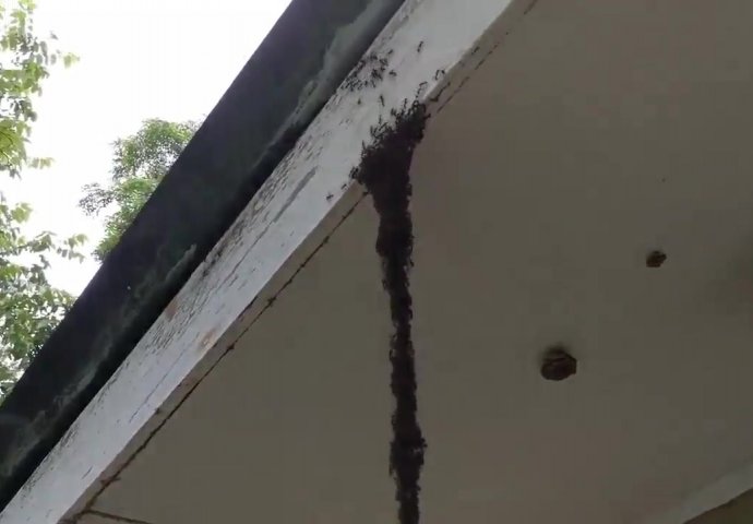 BIZARNO: Ako primijetite OVO u svom dvorištu ni slučajno ne dirajte, EVO O ČEMU SE RADI!