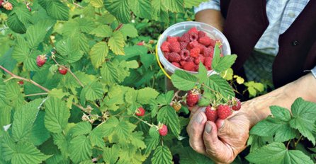 MALINARI OČAJNI: Ponuđena im je OVA  OTKUPNA CIJENA! Kažu da ne pokriva ni osnovne troškove!