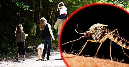 Srbija: Groznica Zapadnog Nila odnijela devet života 