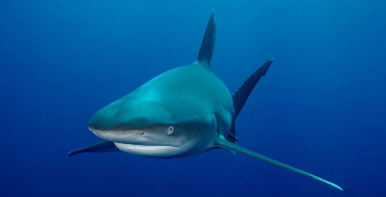 profimedia-0011156006