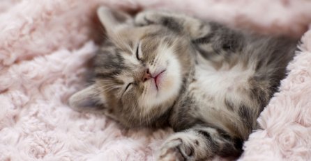 Kako i zašto mačke predu? 