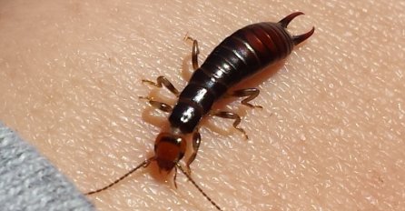 UHOLAŽE SU MI HODALE SVUDA PO KUĆI, jezila sam se kad ih nađem u hrani: Evo kako sam riješila problem, TRIK ZBOG KOJEG ĆETE MI BITI ZAHVALNI