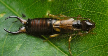 KRIJU SE NA VLAŽNIM I TAMNIM MJESTIMA: Evo kako se riješiti UHOLAŽA potpuno prirodno, TREBA VAM SAMO OVO 