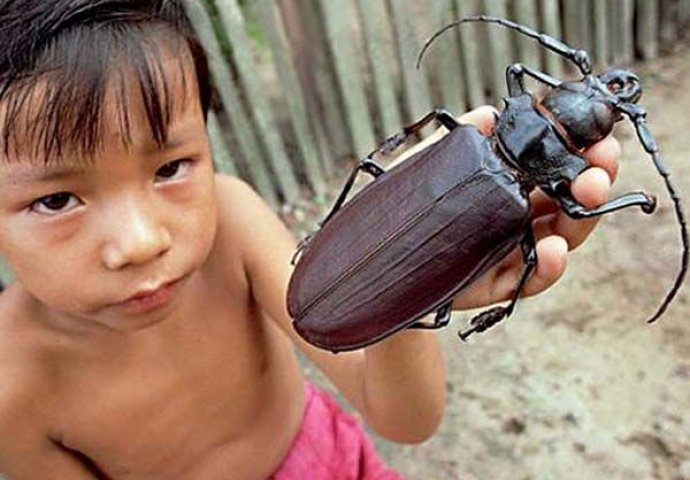 NEKE VAM MOGU UĆI U KUĆU I NAPRAVITI PAKAO: 24 najgnusnije buba od kojih ćete se naježiti 