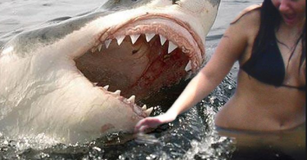 VELIKA BIJELA AJKULA U JADRANU IDE ZA HRANOM: Izdato upozorenje, OVE PLAŽE SU NA UDARU!