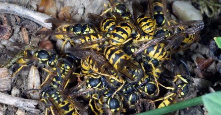 VELIKA OPASNOST PRIJETI SRBIJI, NAPADAJU SVE LJUDE: Uzrok je jeziv, a ovi dijelovi su NAJUGROŽENIJI!