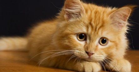 OVO TREBA SVI DA ZNAJU: Evo kako nam mačke produžavaju život