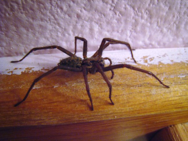 house-spider-side-view-01