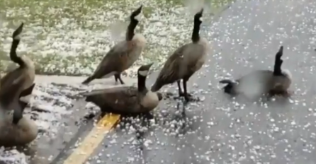 LJUDE JE ZBUNIO VIDEO U KOJEM GUSKE GLEDAJU U NEBO: Ono što je uslijedilo cijeli svijet TREBA VIDJETI (VIDEO)