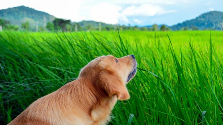 why-do-dogs-eat-grass-golden-retriever-eating-grass-960x540
