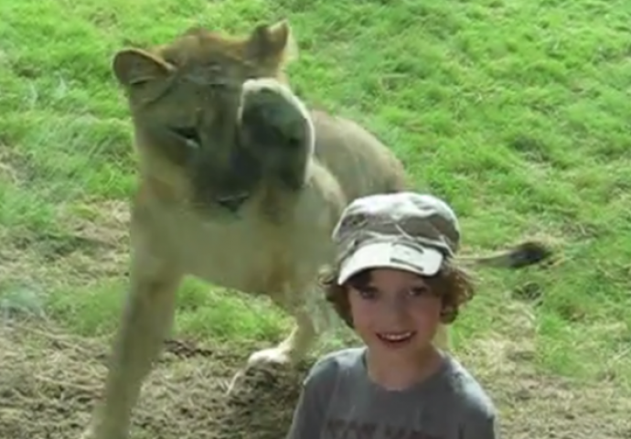 Dječak se slikao ispred lavljeg kaveza: Kada vidite šta se nakon toga dogodilo, sledit će vam se krv u žilama (VIDEO)