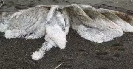 TURISTI U PANICI BJEŽALI, MORE IZBACILO OGROMNO DLAKAVO STVORENJE: Nema glavu, ni oči, ALI TO NIJE NAJGORE (FOTO)