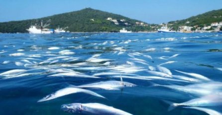 UŽAS NA POZNATOJ HRVATSKOJ PLAŽI: Gomile mrtvih riba plutaju okolo, turisti strahuju od najgoreg 