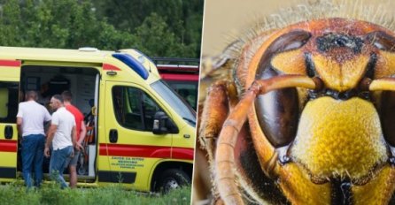 VRIŠTALA I BJEŽALA U STRAHU: Stršljenovi izujedali ženu, a kad su stigli spasioci, uslijedio NOVI UŽAS