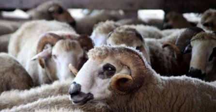 ALARMANTNA INFORMACIJA: Inspektori na nogama! JESU LI KURBANI ZARAŽENI BRUCELOZOM!?