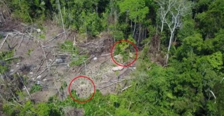 DRON SNIMIO NEVJEROVATAN PRIZOR U PRAŠUMI: Niko nije znao da ONI POSTOJE, spremite se na iznenađenje (VIDEO)